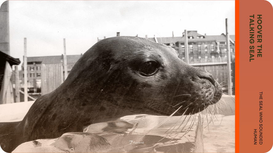 Preview image for Hoover the talking seal story