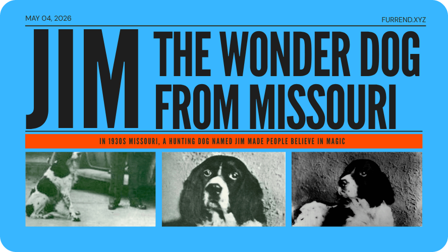 Preview image for Jim the Wonder Dog story