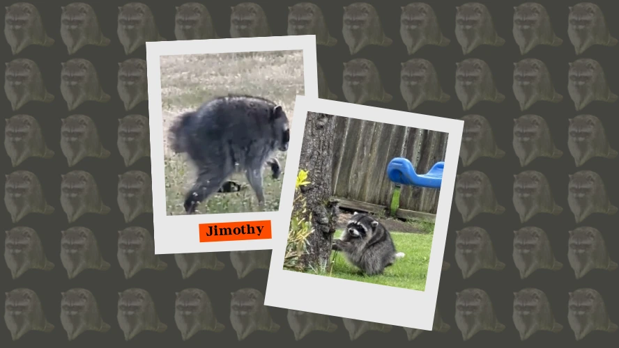 Banner — Jimothy the raccoon