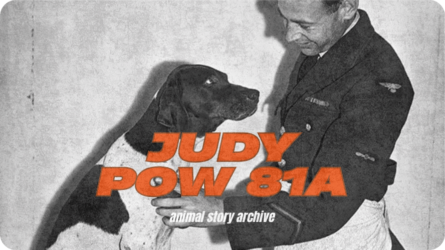 Preview image for Judy the dog story
