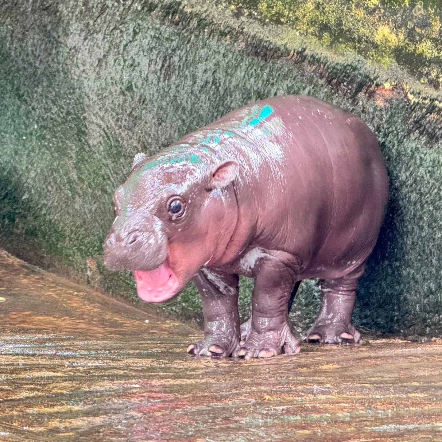 Newborn Moo Deng, July 2024