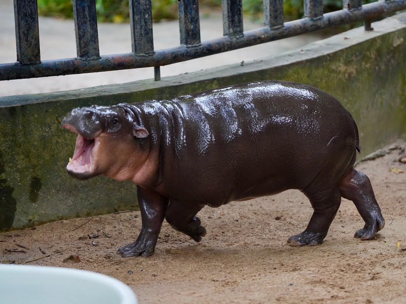 Moo Deng at one year old, July 2025