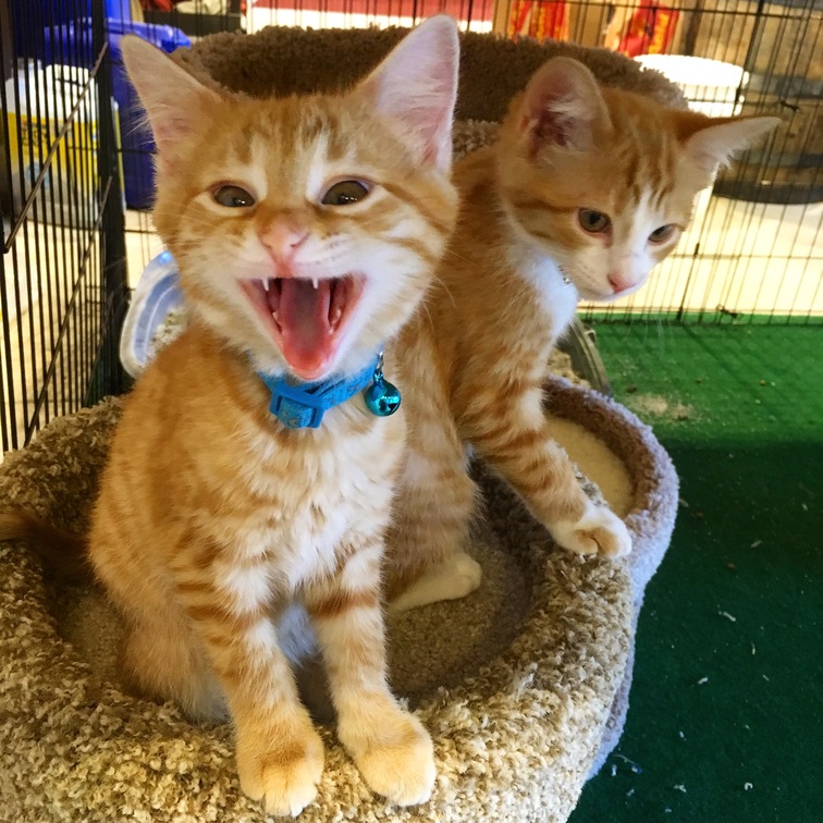 Two orange kittens, one mid-yawn, on a cat tree