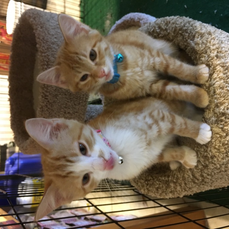 Two of the Jeptha Creed kittens on a cat tree