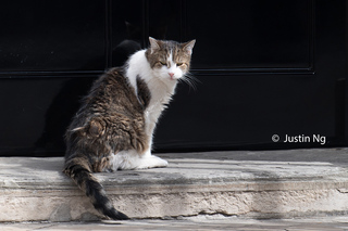 Larry at No 10 - new PM arrival day