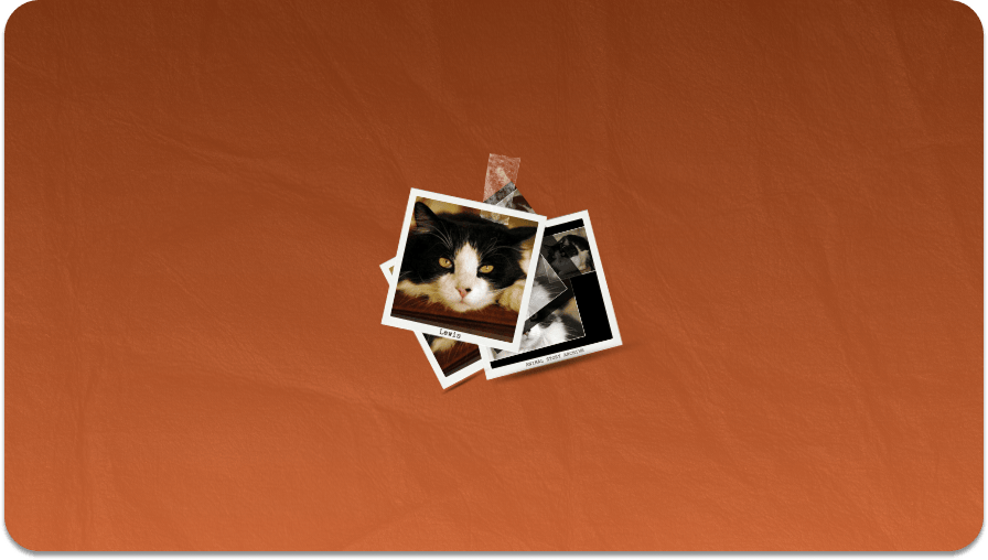 Preview image for Leiws the Cat story