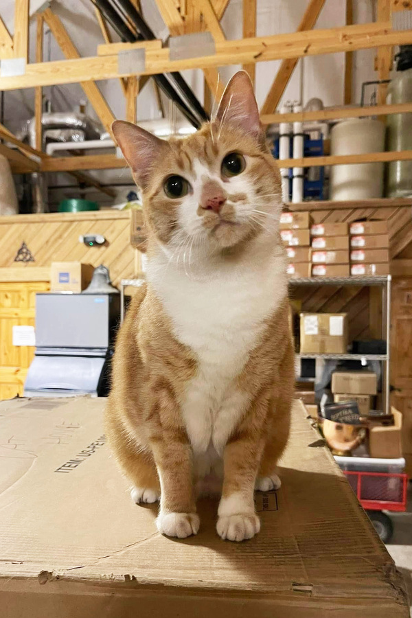 Malt, an orange and white cat at Jeptha Creed Distillery