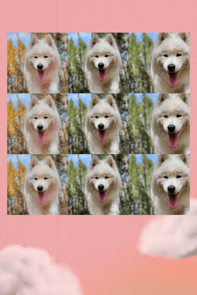 Mia the Samoyed