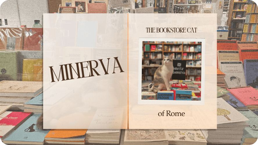Preview image for Minerva the bookstore cat story