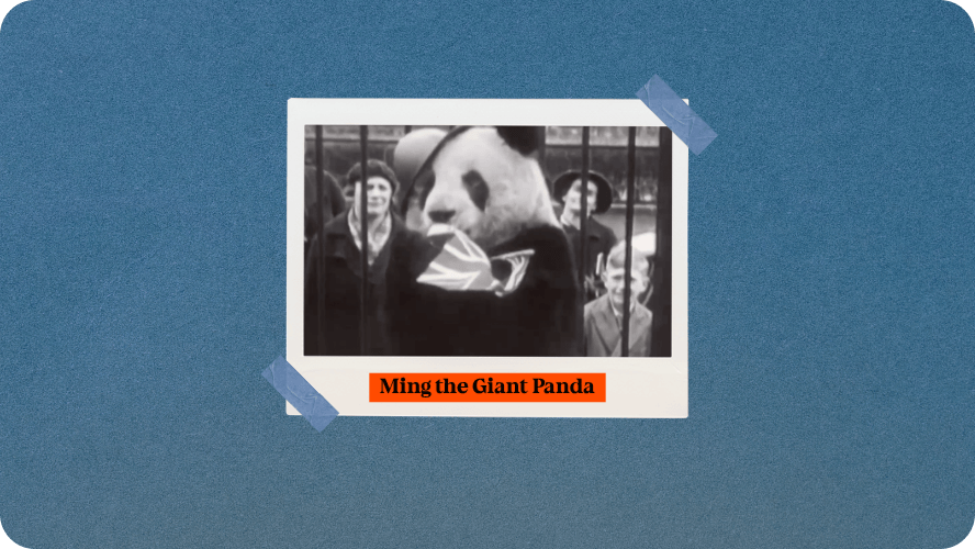 Preview image for Ming the giant panda story