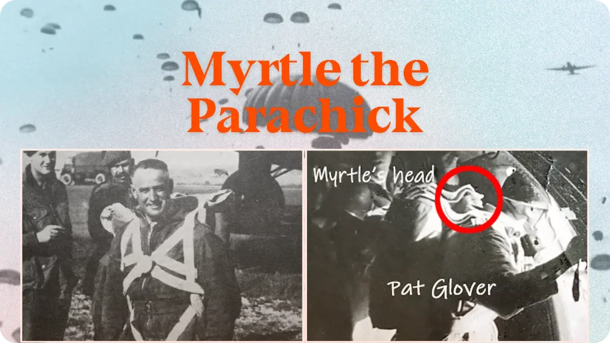 Preview image for Myrtle the Parachick story