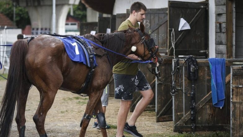 Nikola Jokić standing beside a harness racehorse numbered 7 outside a stable