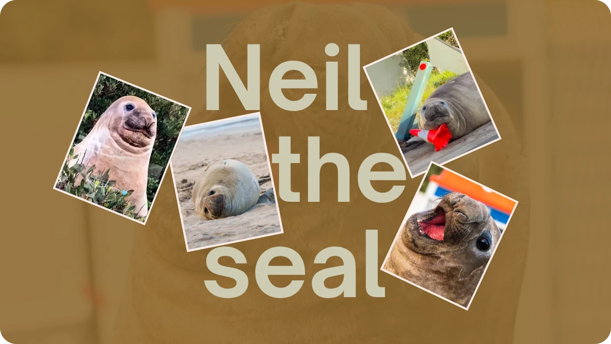 Preview image for Who Is Neil the Seal? The Elephant Seal Who Keeps Coming Home story
