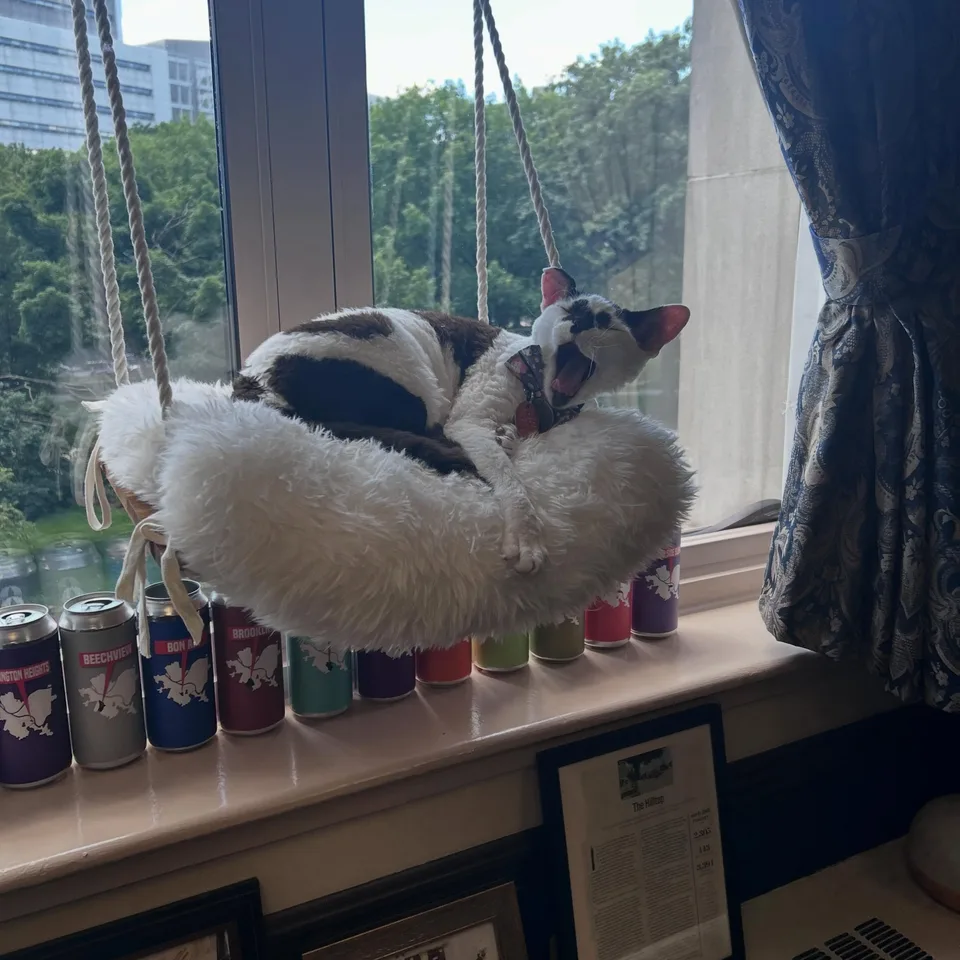 Ravi yawning in a hanging window bed in his Capitol office