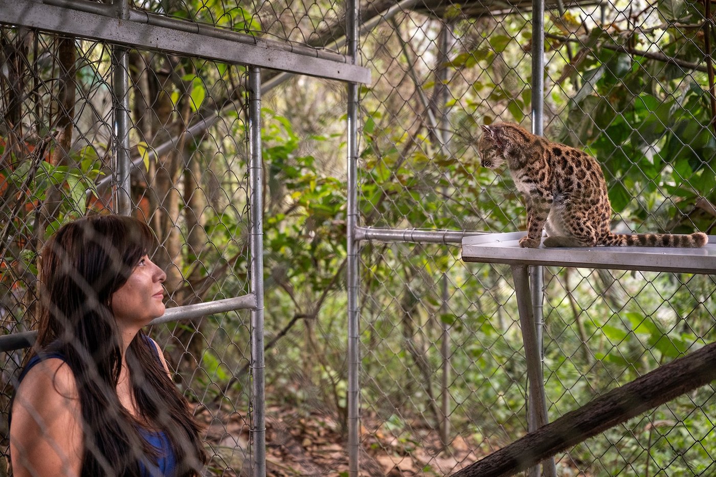 Paola Nogales-Ascarrunz looking up at Tigrino perched in his enclosure at Senda Verde