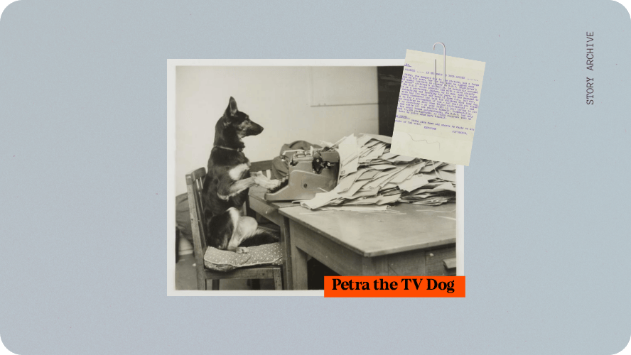 Preview image for Petra the TV dog story