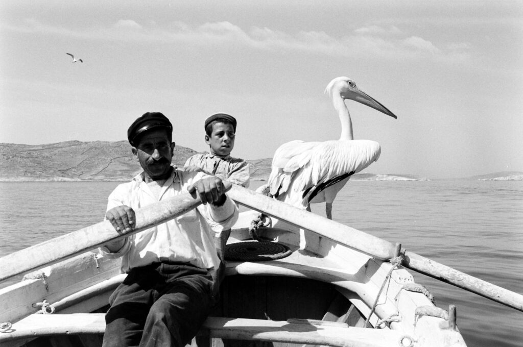 Petros the pelican riding in a boat with a fisherman and a boy near Mykonos