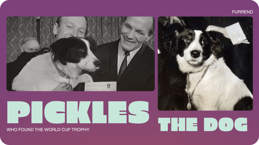 Preview image for Pickles the dog story