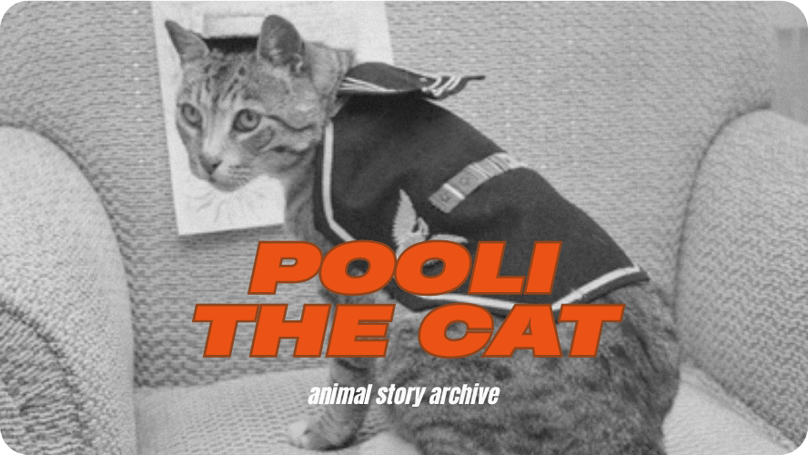 Preview image for Pooli the cat story