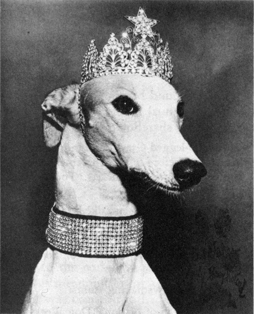 Lady Greyhound portrait