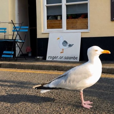 Roger the Seagull portrait