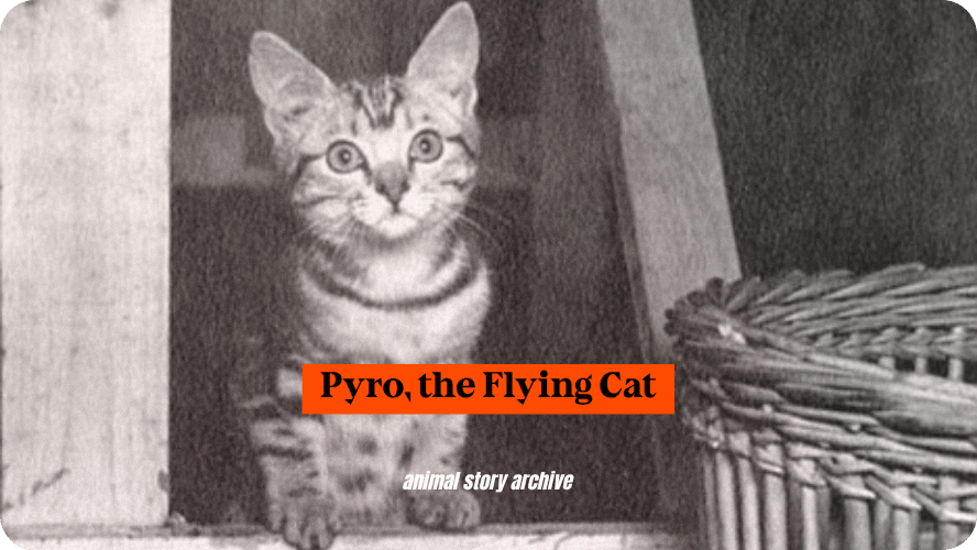 Pyro the flying cat