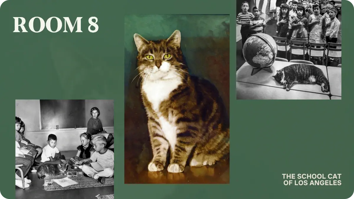 Room 8, the School Cat of Los Angeles