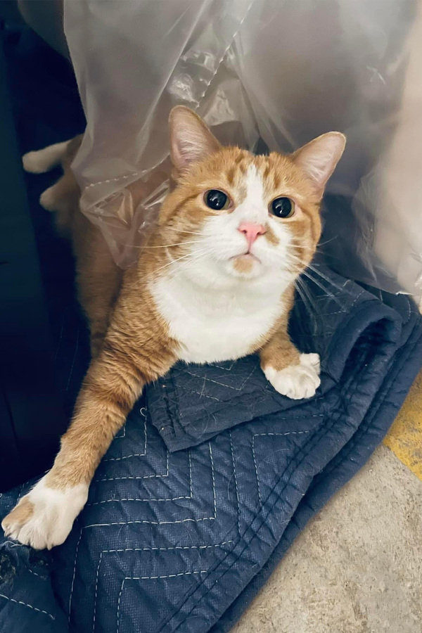 Rye, an orange and white cat on a blue blanket