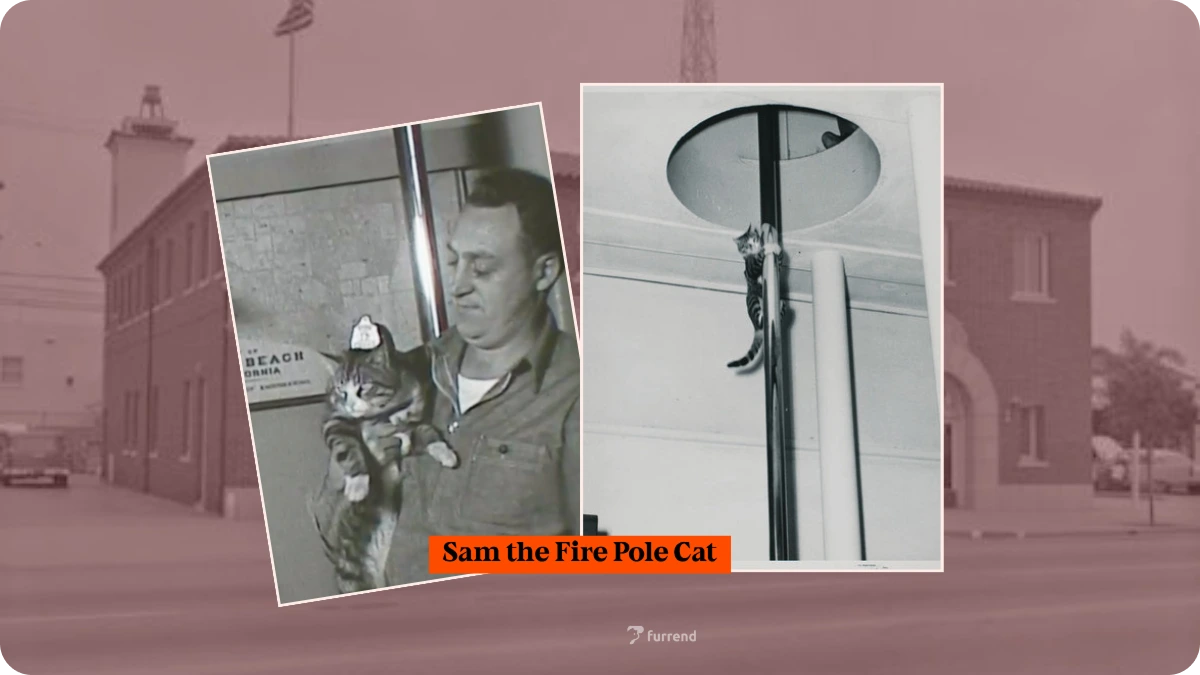 Preview image for Sam the Cat Who Slid Down the Fire Pole story