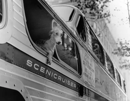Lady Greyhound leaning from the window of a Greyhound Scenicruiser bus, wearing a tiara and collar