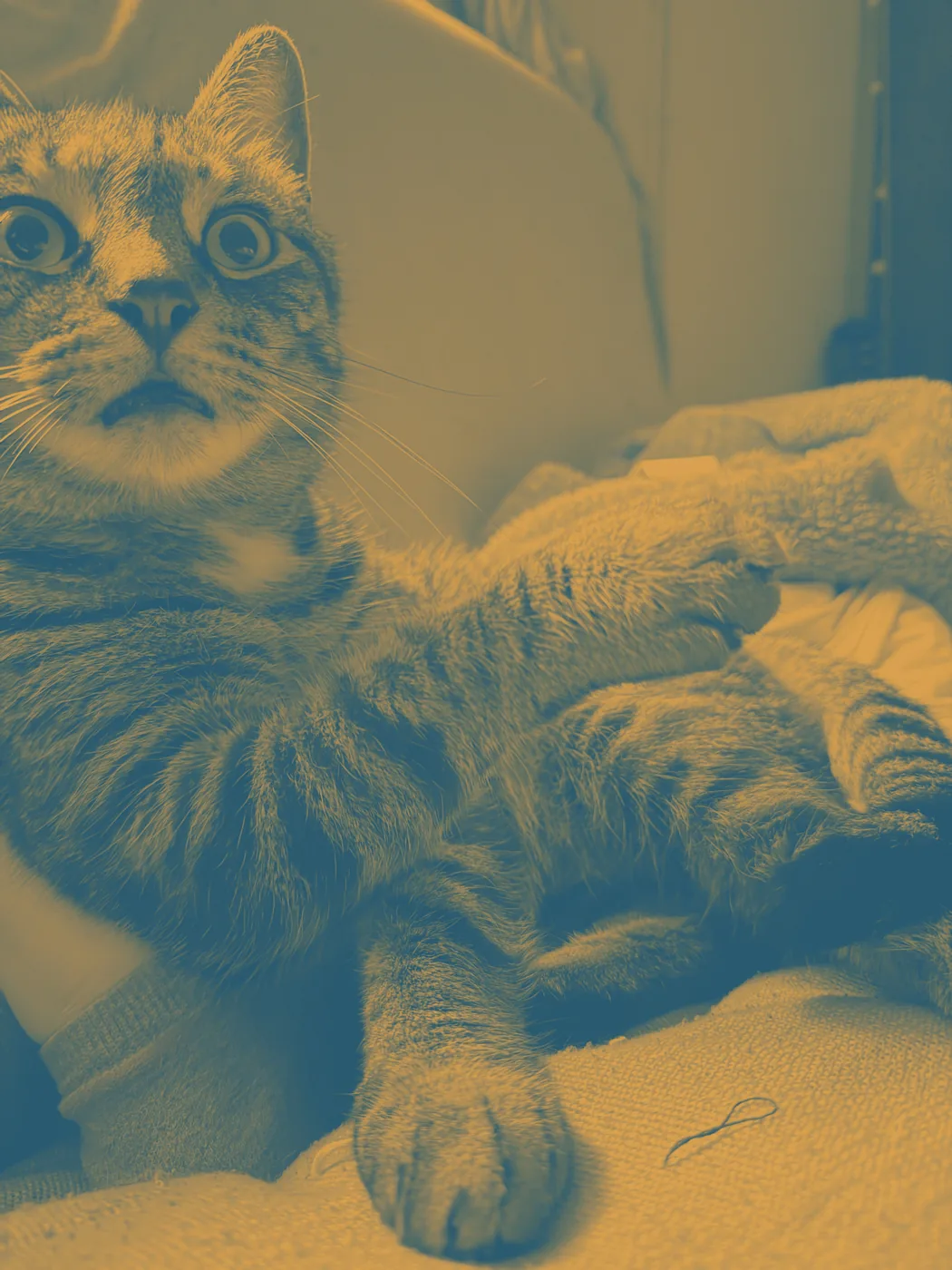 A tabby cat seen from another cat's point of view