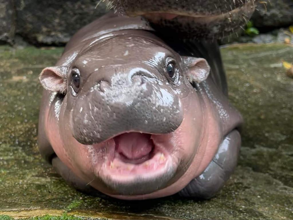 Moo Deng in September 2024