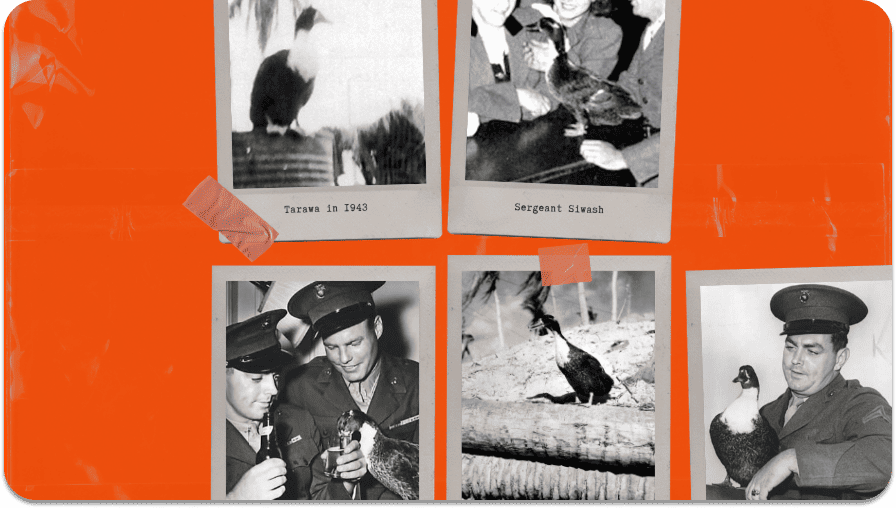 Preview image for Sergeant Siwash story