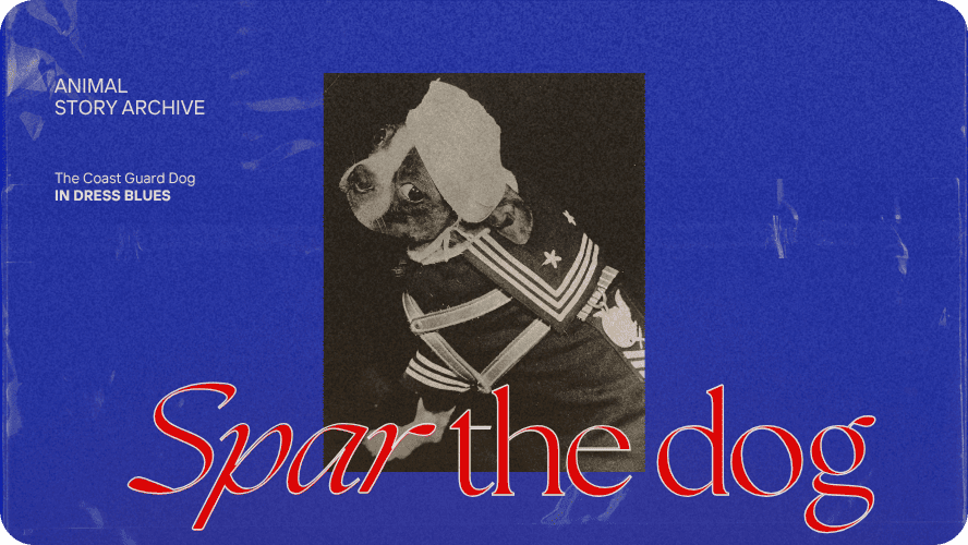 Spar the Coast Guard dog story