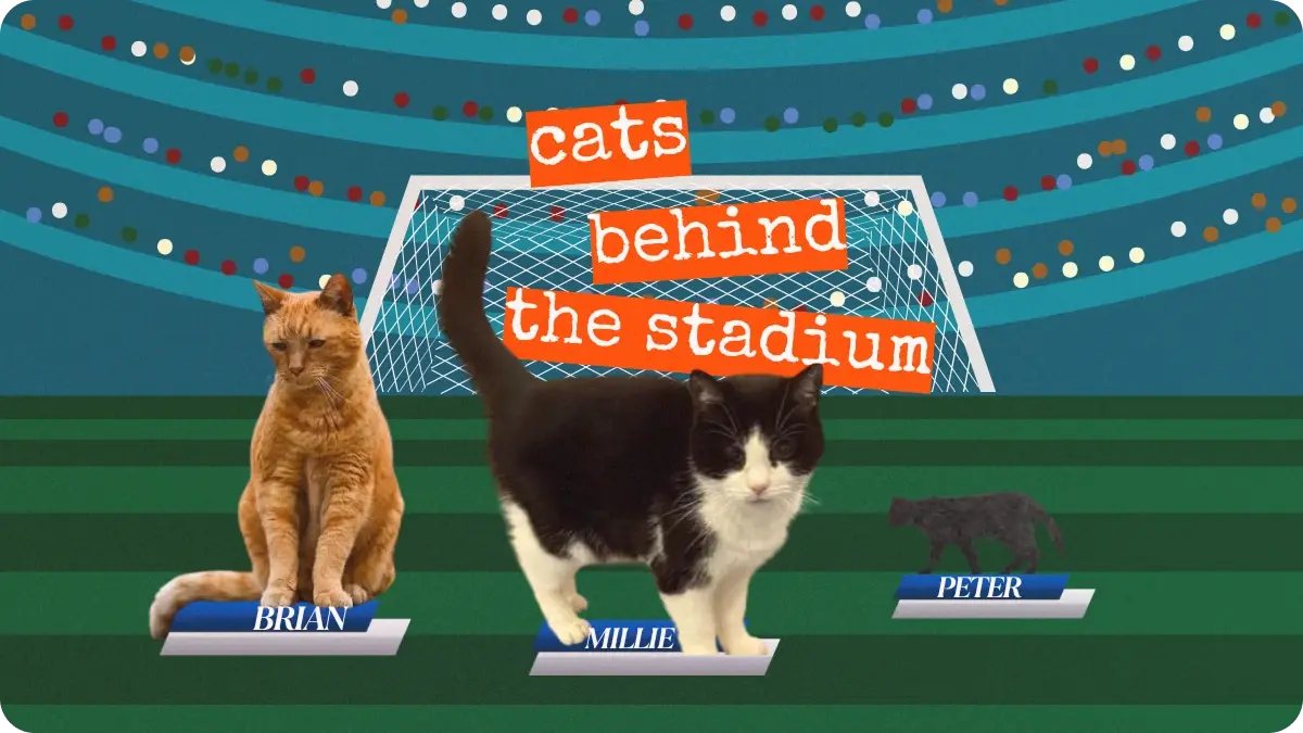 Preview image for The Cats Behind the Stadium