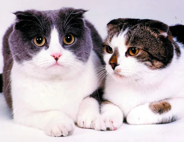 Studio portrait of Baker and Taylor sitting side by side