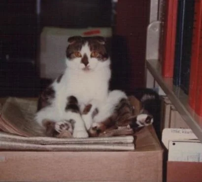 Taylor the Scottish Fold sitting and looking toward the camera