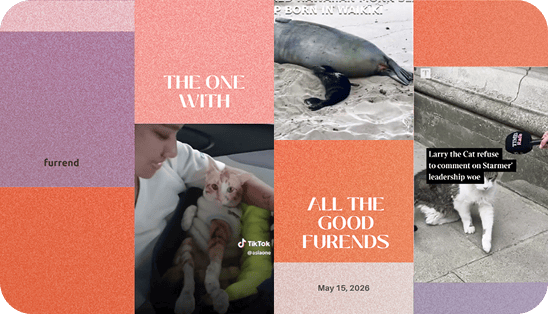 The one with all the good furrends