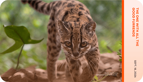 Scientists just discovered a new cat