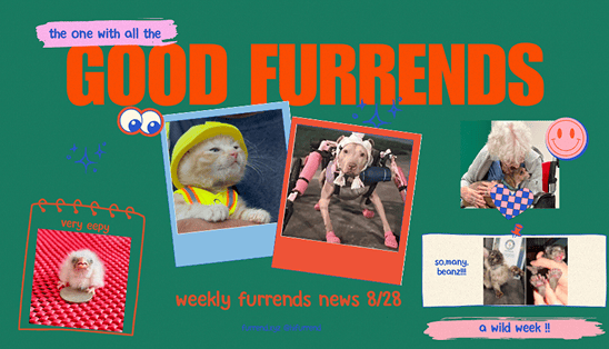 The one with all the good furrends