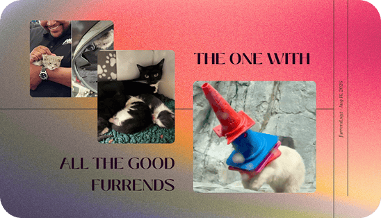 The one with all the good furrends