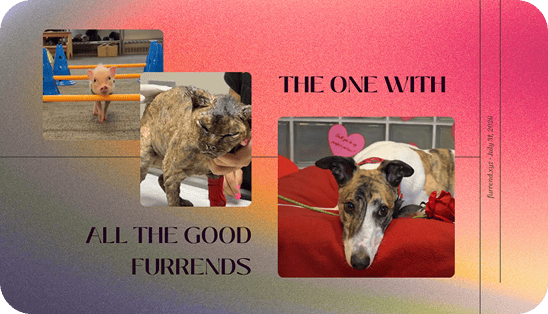 The one with all the good furrends