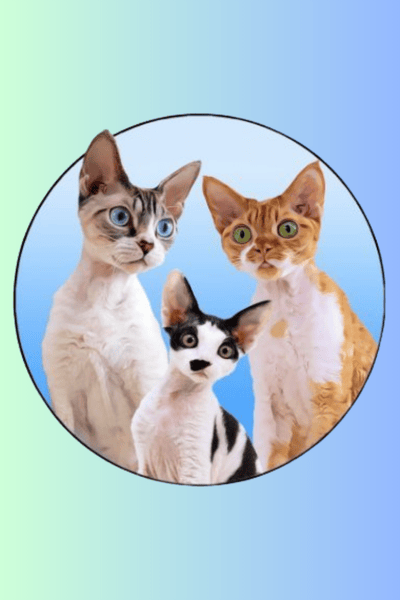 The Rockstar Cats