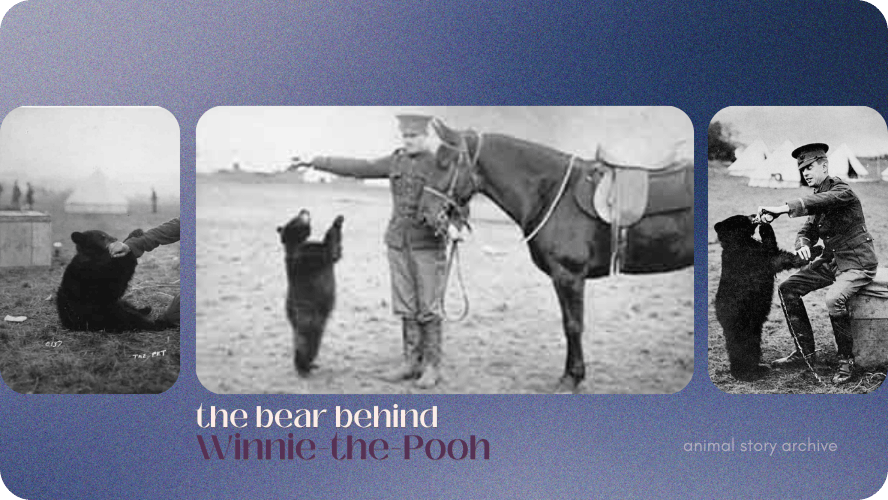 Preview image for Winnie the Pooh