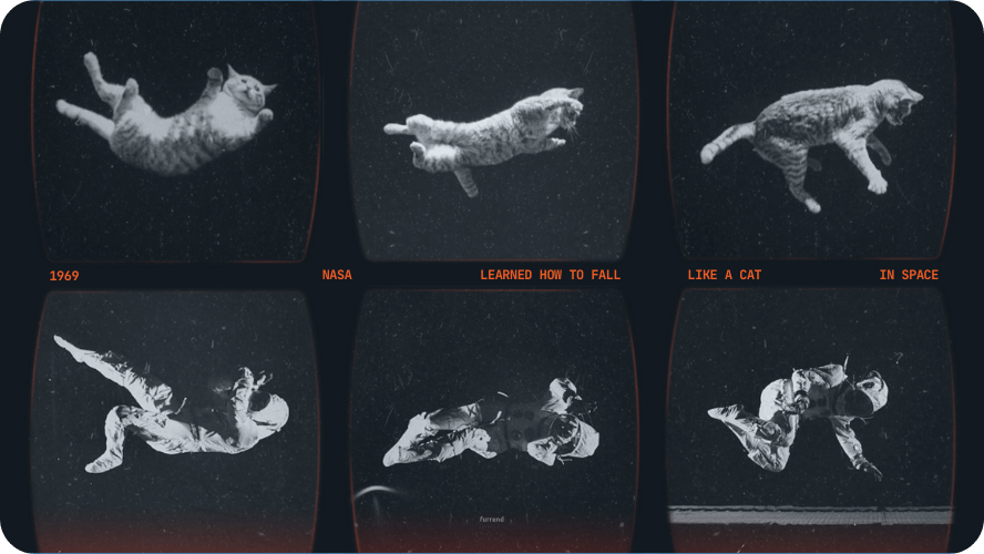 Preview image for the falling cat story