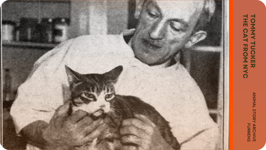 Preview image for Tommy Tucker story