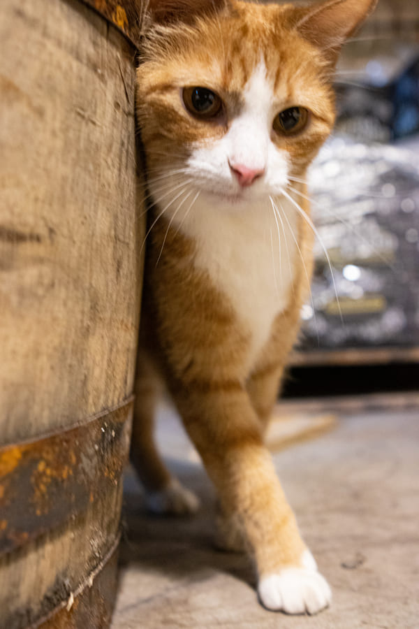 Wheat, an orange and white cat beside a whiskey barrel