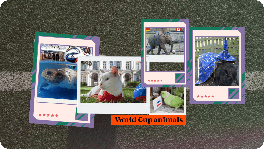 Preview image for World Cup animals